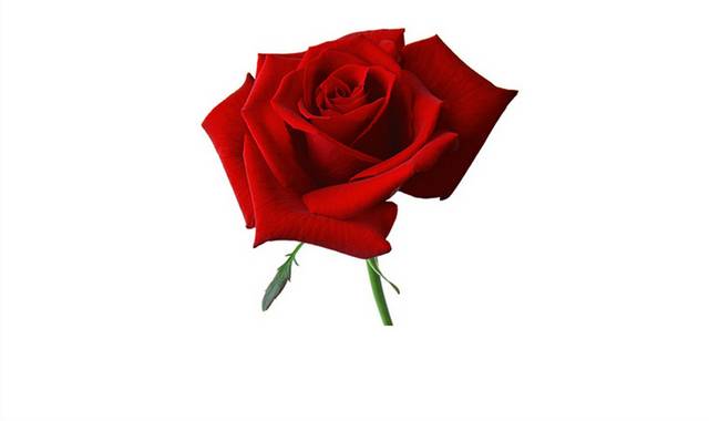 红色情人节玫瑰花设计素材