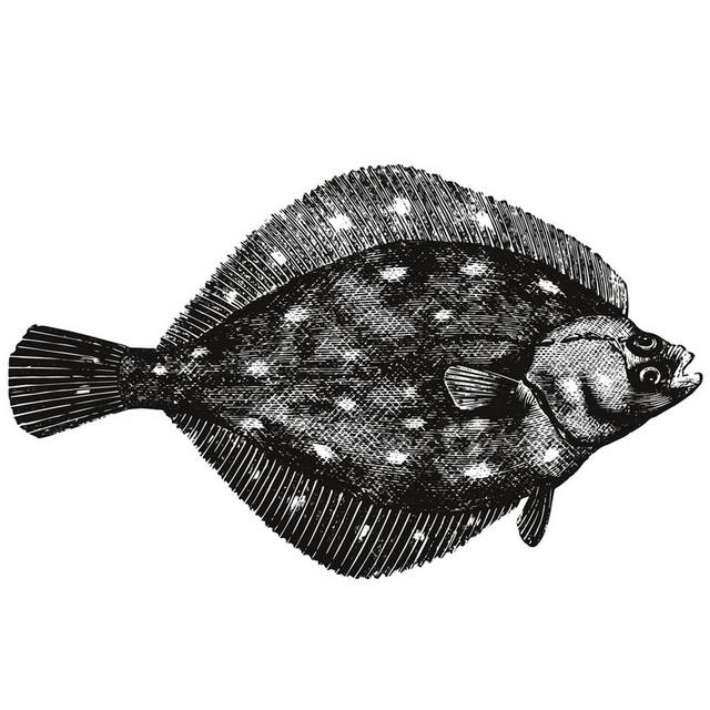 手绘海洋生物