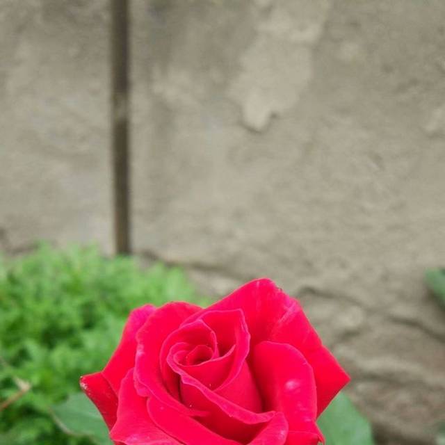 花卉