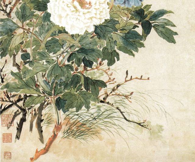 牡丹