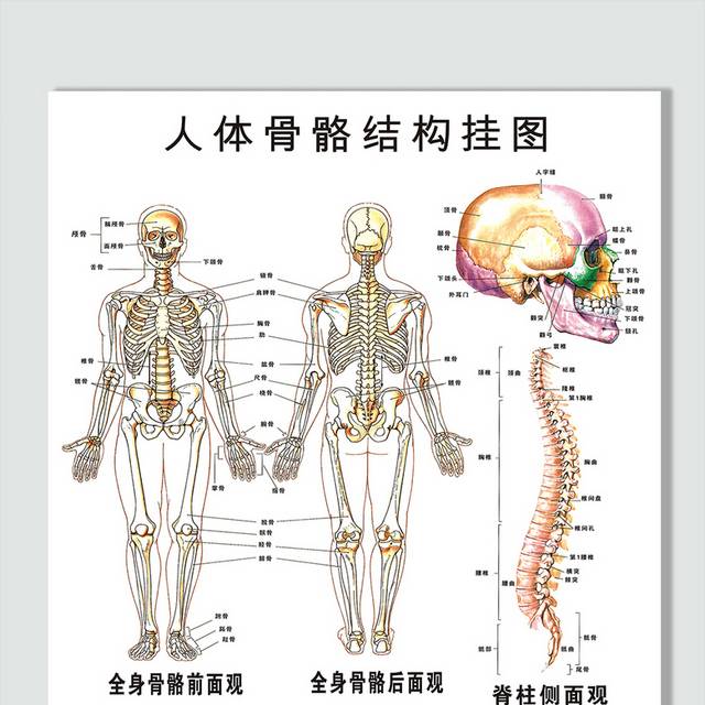 人体骨骼结构挂图穴位图