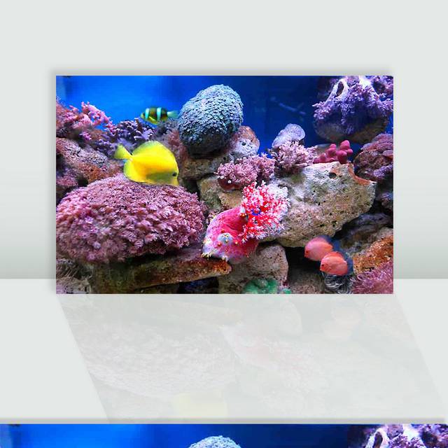 海底世界鱼类珊瑚