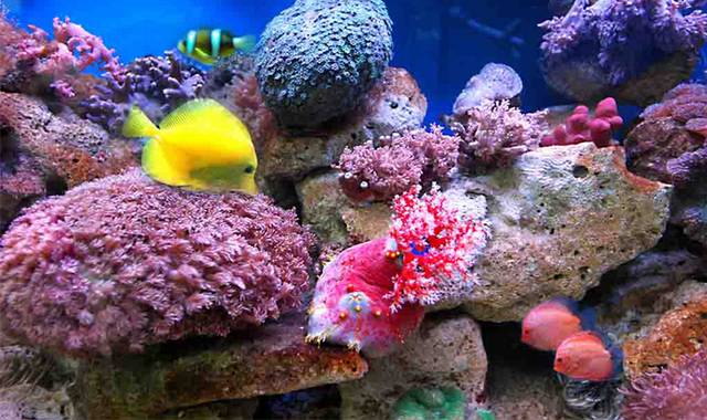 海底世界鱼类珊瑚