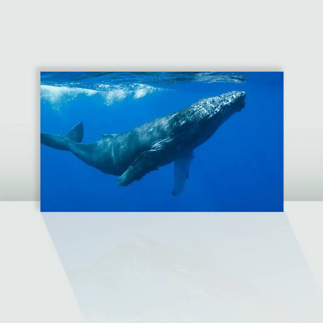 蓝鲸的图片