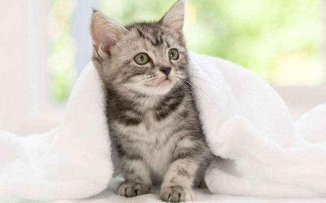猫咪
