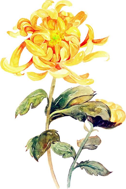 菊花