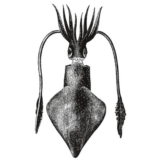 手绘海洋生物