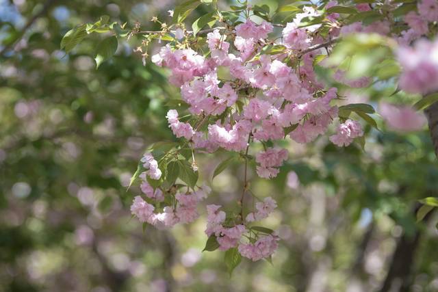 鲜花素材