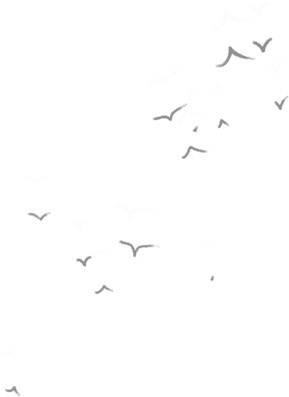 鸟