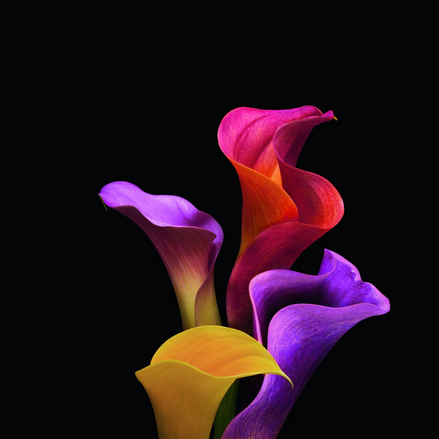 花卉