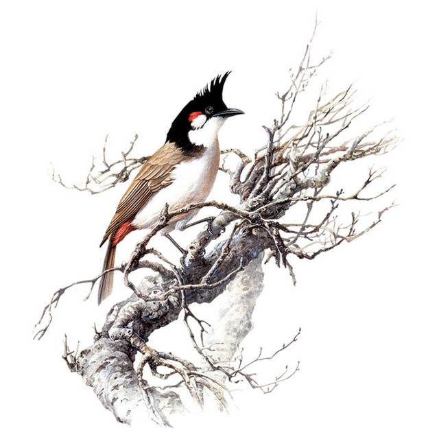 鸟
