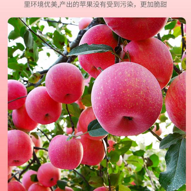 新鲜苹果水果生鲜当季水果详情