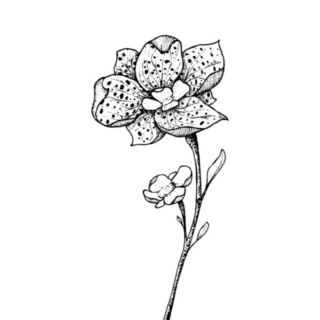 黑白花卉插画5