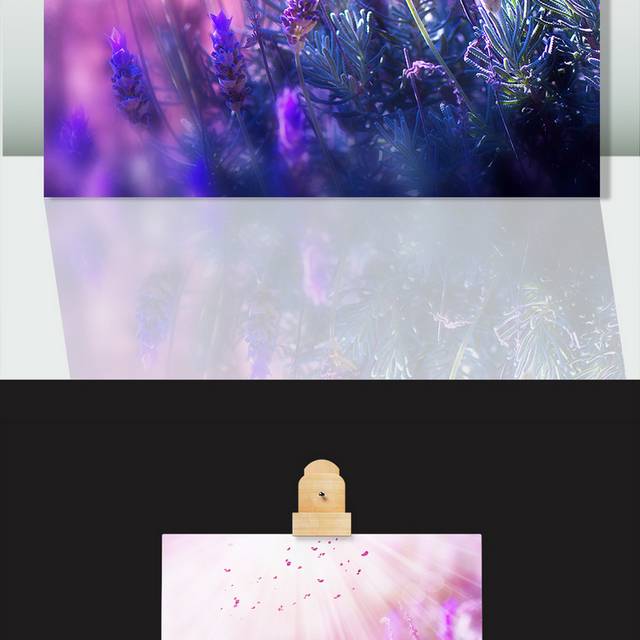 阳光下的薰衣草图片