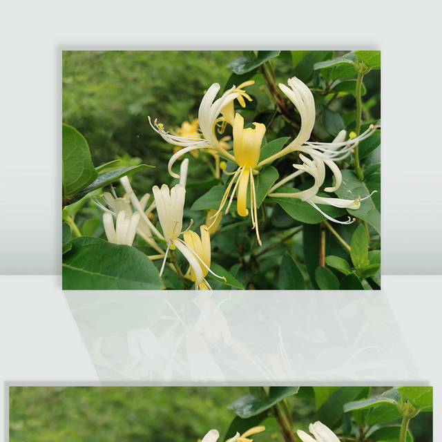 金银花植物图片