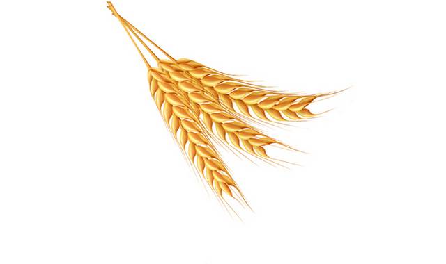 粮食麦穗素材