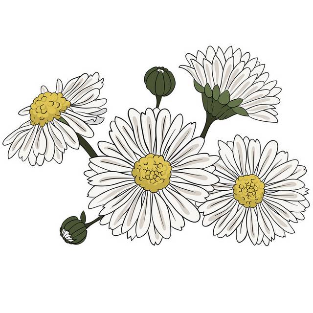 菊花