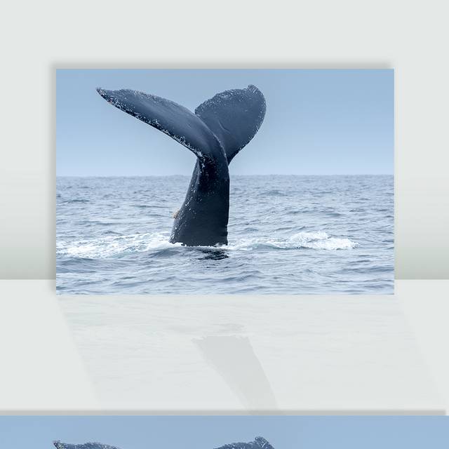 鲸鱼素材