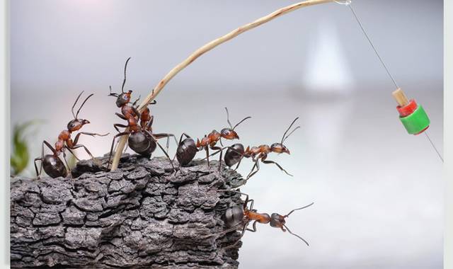 一群蚂蚁图片