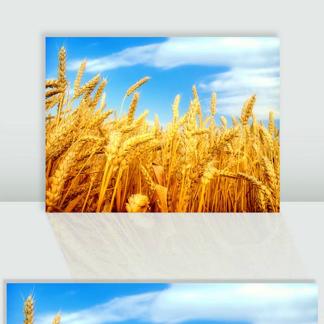 蓝天麦子图片