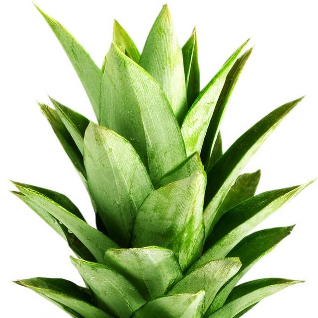 菠萝png素材