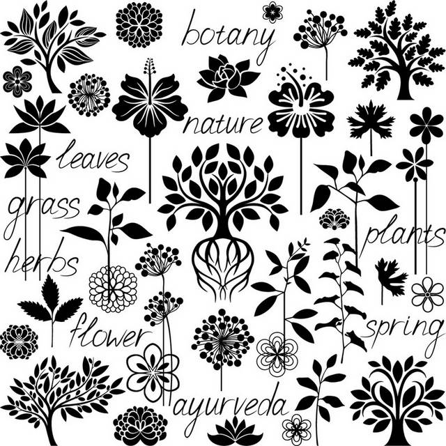 黑白植物花卉