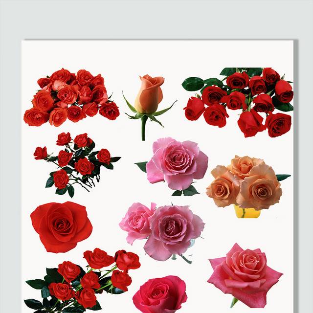 玫瑰花素材设计