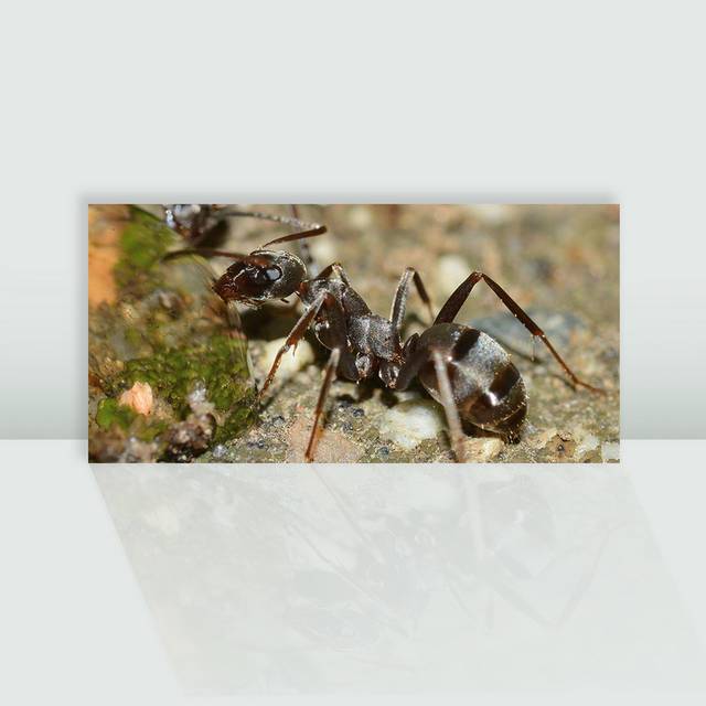 蚂蚁元素