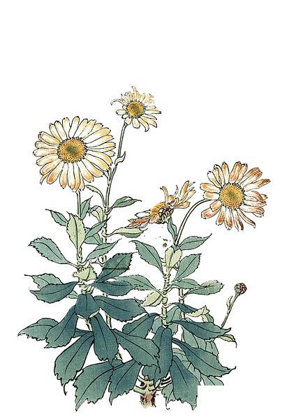 菊花