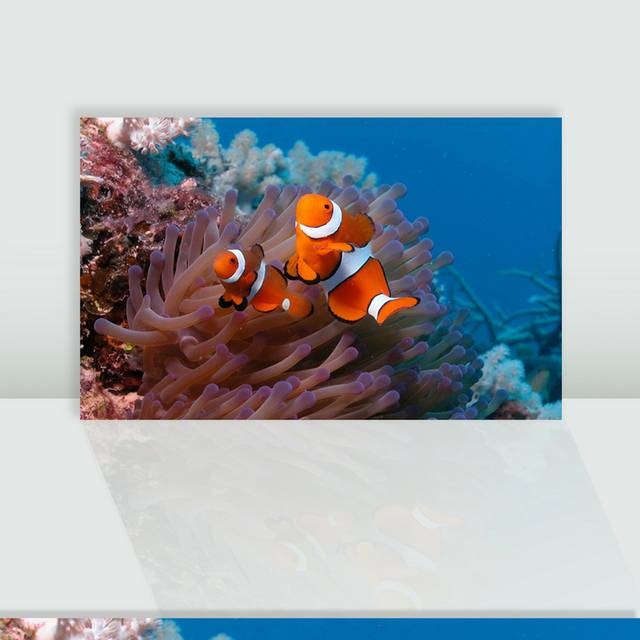 海底生物小丑鱼图片