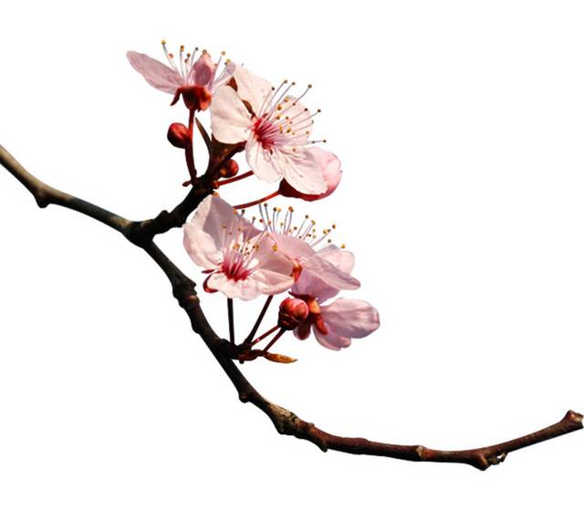 梅花素材