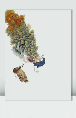 孔雀图片_图品汇