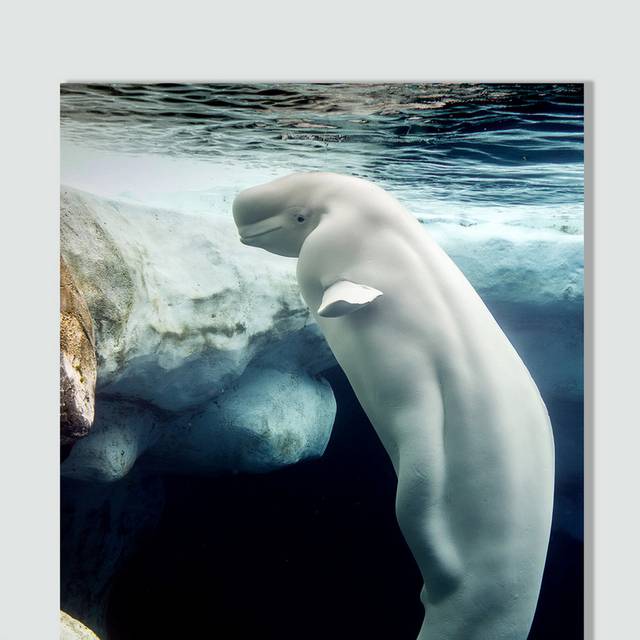 白鲸鲸鱼