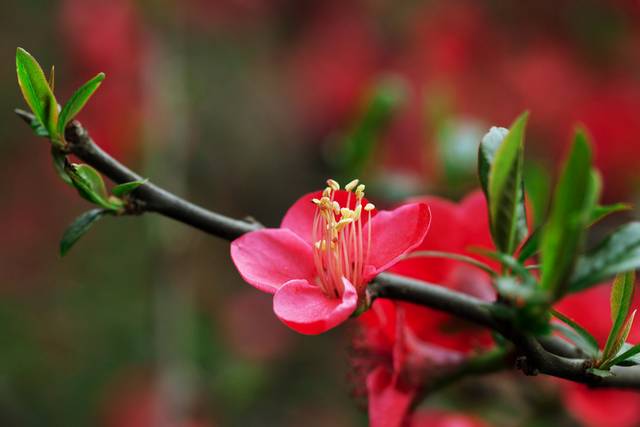 花卉