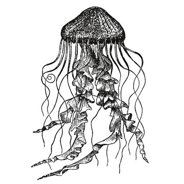 手绘海洋生物