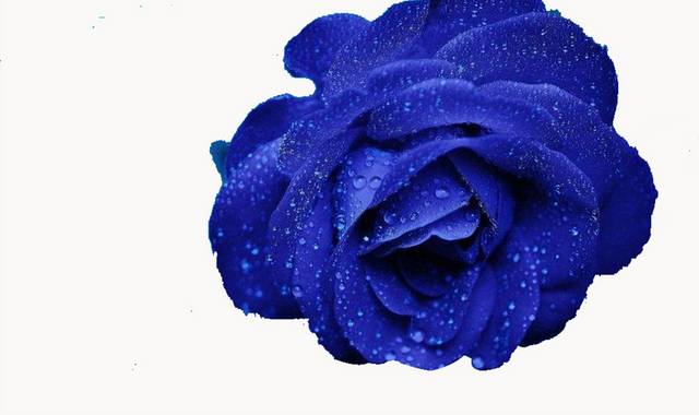 带露珠的蓝色玫瑰花