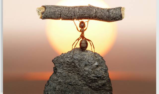 一支蚂蚁图片
