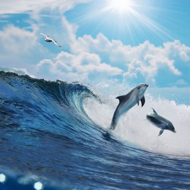 海豚