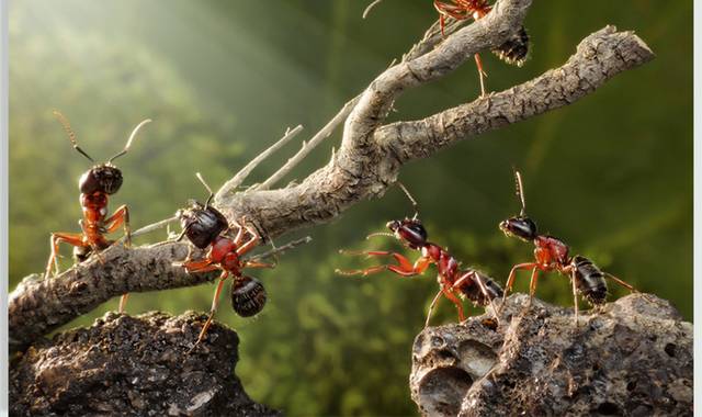 树枝上的蚂蚁