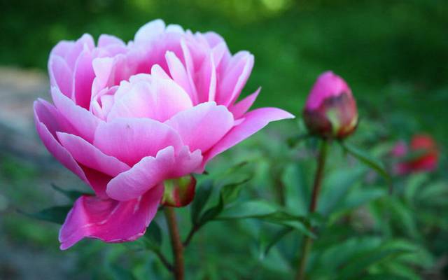 花卉