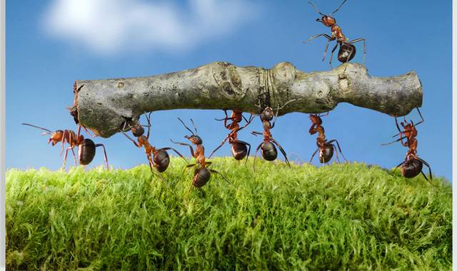一群抬树枝的蚂蚁