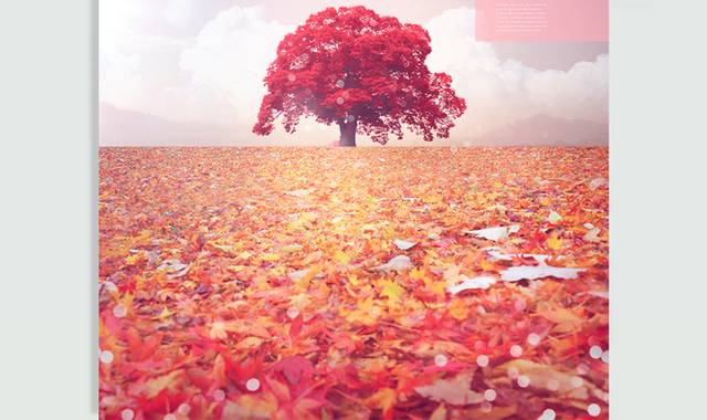 红枫叶落叶大树秋天背景