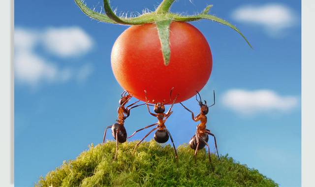 三只反映西红杮的小蚂蚁