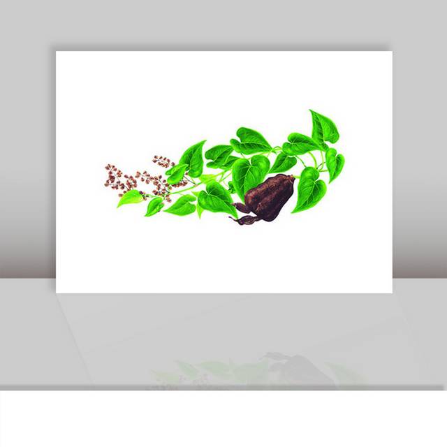 何首乌植物插画
