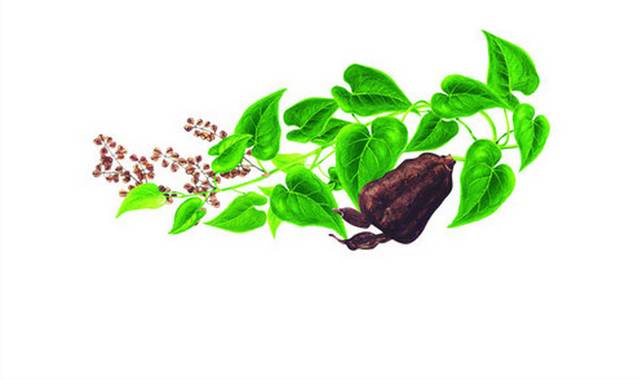 何首乌植物插画