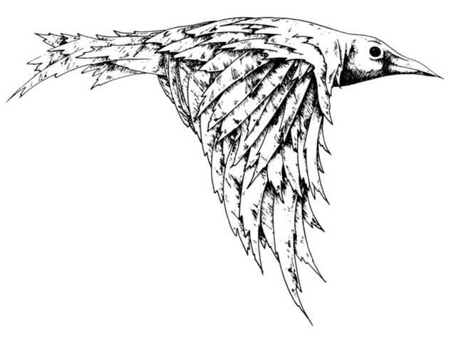 鹰插画