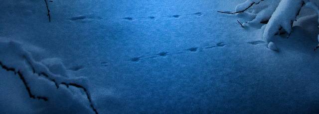 雪地