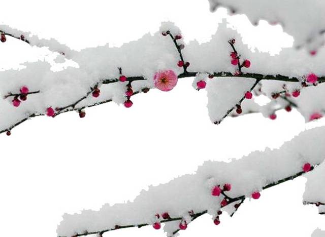 梅花