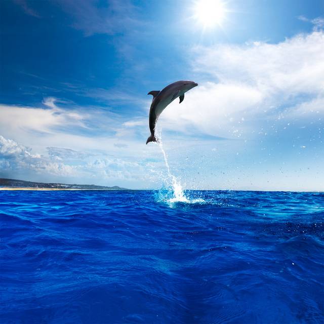 海豚