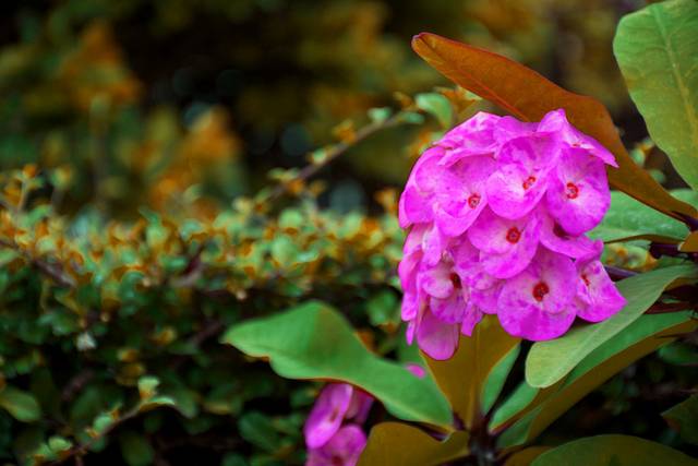 鲜花素材